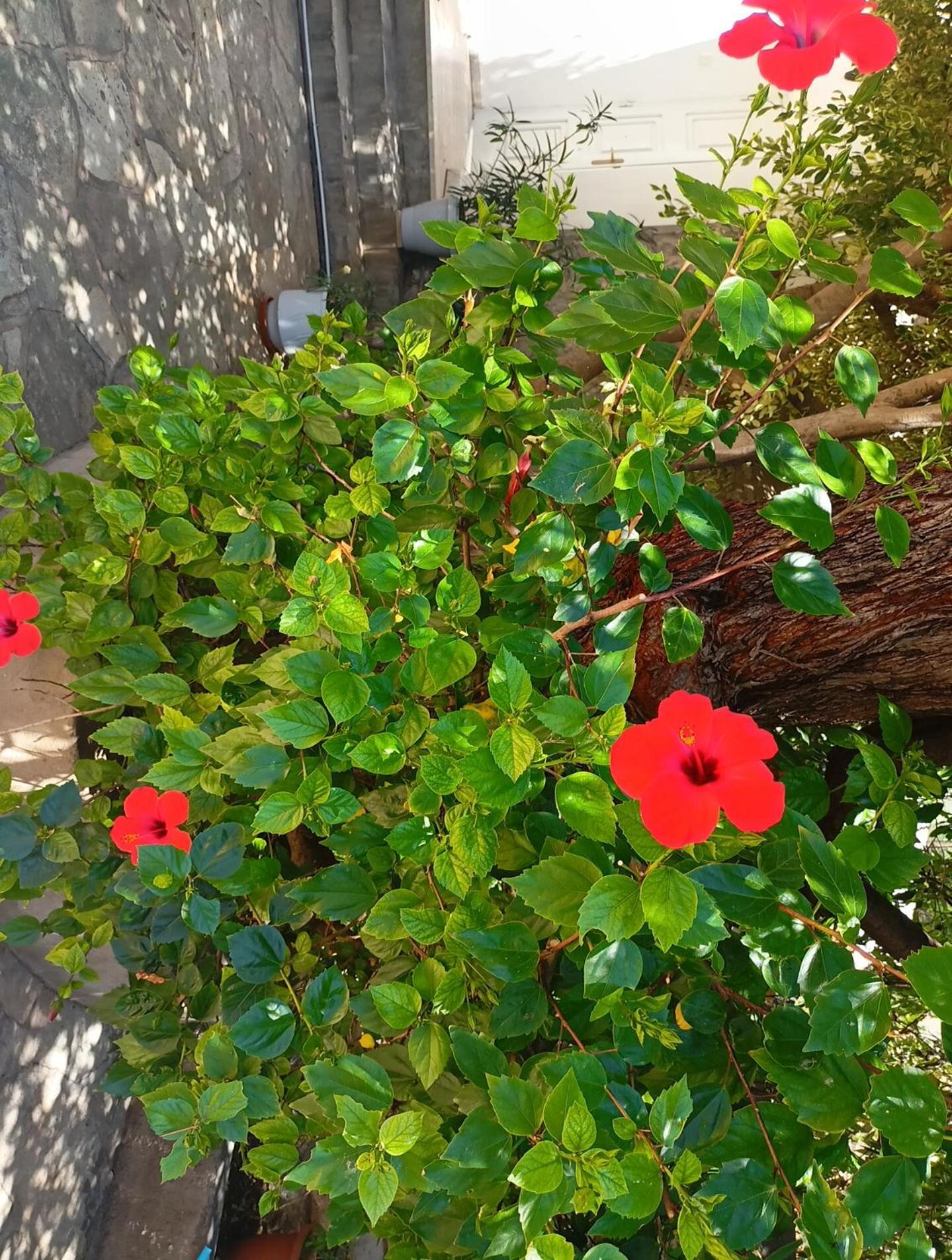 Smaragdas Paradise Ύδρα Δωμάτιο φωτογραφία